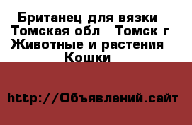 Британец для вязки - Томская обл., Томск г. Животные и растения » Кошки   